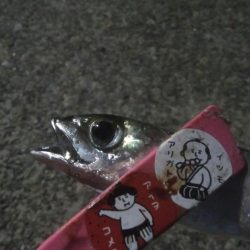 釣りデビュー　17日目