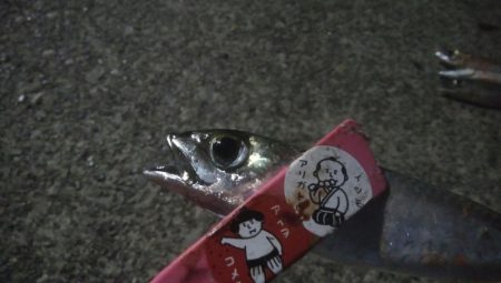 釣りデビュー　17日目