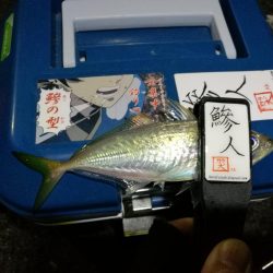 (2020/12/09 南港アジング 好釣果!アジング釣果 中アジ~(27㎝~) 釣果有り)