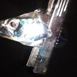 タチウオくん、まだ居たのね。ありがとう