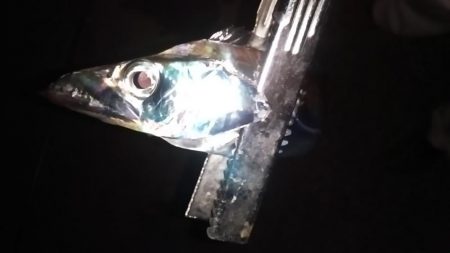 タチウオくん、まだ居たのね。ありがとう