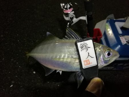 （2020/12/10 南港アジング　 絶好釣果！アジング釣果 中アジ～（28㎝～） 釣果有り）