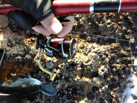 フカセ‥最高ですネ・・