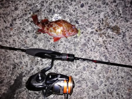 ジグ単アジング