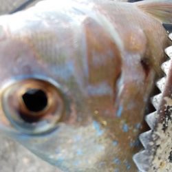 サビキで尺アジを狙う。平日の釣りはたのし