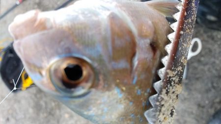 サビキで尺アジを狙う。平日の釣りはたのし