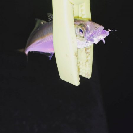 アジメバサバング