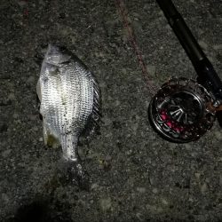 （2020/12/12 南港ヘチ釣りで五目釣り　 キビレチヌ ガシラ シーバス 黒メバル 中アジ 釣果有り）