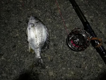 （2020/12/12 南港ヘチ釣りで五目釣り　 キビレチヌ ガシラ シーバス 黒メバル 中アジ 釣果有り）