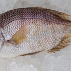 ジギング釣り果