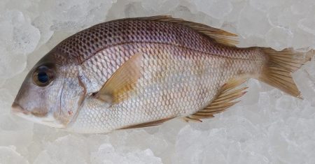 ジギング釣り果