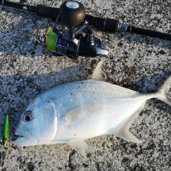 メタルジクでロウニンアジ釣れました