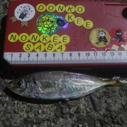 釣りデビュー　22日目