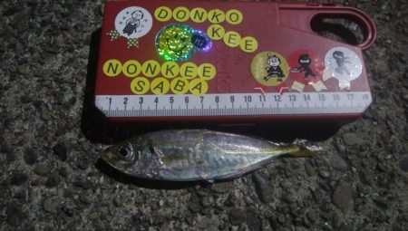 釣りデビュー　22日目