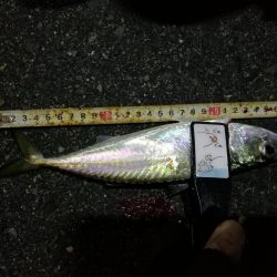 （2020/12/14 南港アジング　 爆風アジング釣果 サバ 28㎝ 釣果有り）