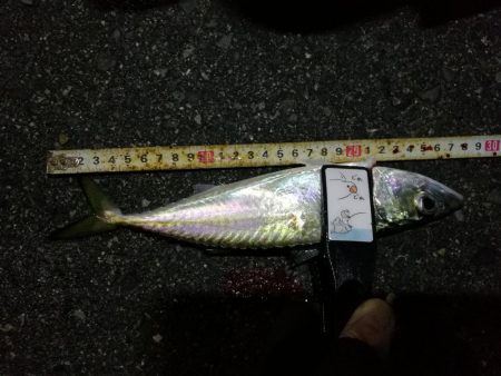 （2020/12/14 南港アジング　 爆風アジング釣果 サバ 28㎝ 釣果有り）