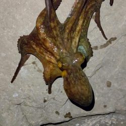 アジングのはずが…