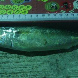 釣りデビュー　24日目