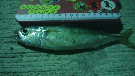 釣りデビュー　24日目