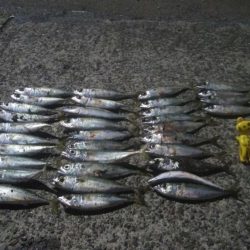 釣りデビュー 26日目