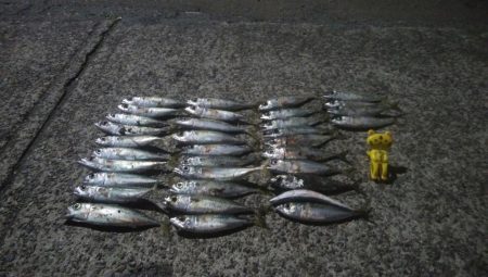 釣りデビュー 26日目