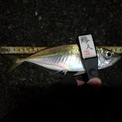 （2020/12/18 南港アジング　 強風アジング釣果 中アジ～（26㎝～）サバ 釣果有り）