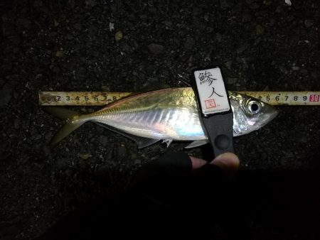 （2020/12/18 南港アジング　 強風アジング釣果 中アジ～（26㎝～）サバ 釣果有り）