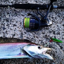 長雨のち太刀魚