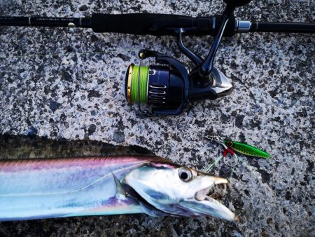 長雨のち太刀魚