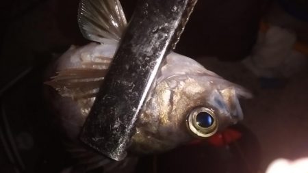 祭りの気配なし