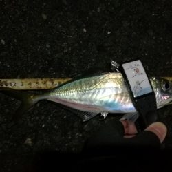 （2020/12/19 南港アジング　 強風アジング釣果 中アジ～（26.5㎝～）サバ 釣果有り）