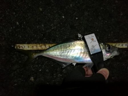 （2020/12/19 南港アジング　 強風アジング釣果 中アジ～（26.5㎝～）サバ 釣果有り）