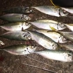 のませ、サビキ