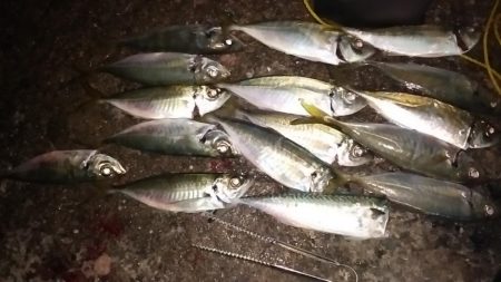 のませ、サビキ