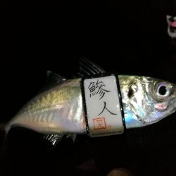 （2020/12/20 南港アジング釣果　 ついに釣れた！ 尺アジ 30㎝～ 釣果有り）