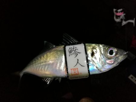 （2020/12/20 南港アジング釣果　 ついに釣れた！ 尺アジ 30㎝～ 釣果有り）