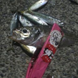 釣りデビュー 29日目