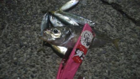 釣りデビュー 29日目