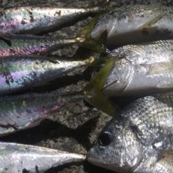 ㊗釣りデビュー　30日目