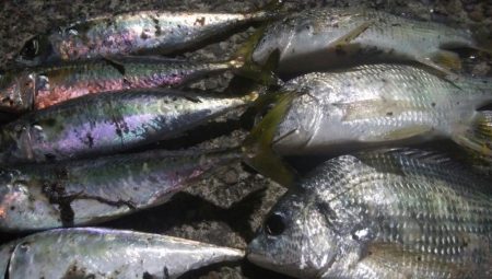 ㊗釣りデビュー　30日目