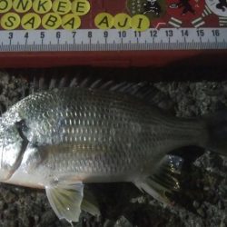 釣りデビュー 31日目