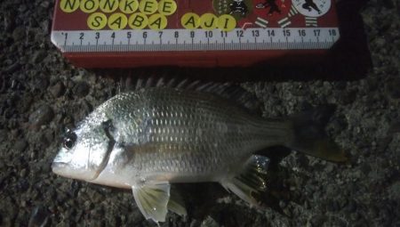 釣りデビュー 31日目