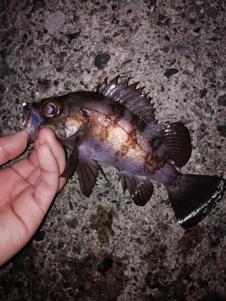 ジグ単メバリング