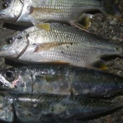 釣りデビュー 32日目