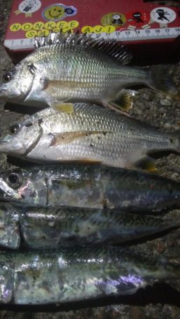 釣りデビュー 32日目