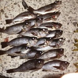 アジは少しだけ