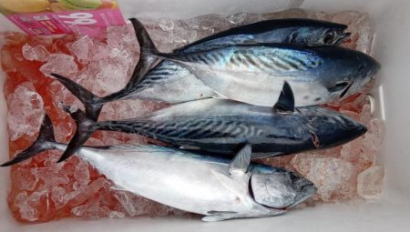 康仁丸・ジギング釣り果