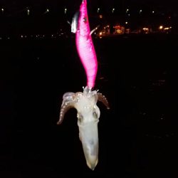 爆風の中のヒイカエギング