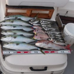 遊漁船SOUTH(サウス)釣果