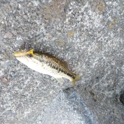 湖西小バス大漁